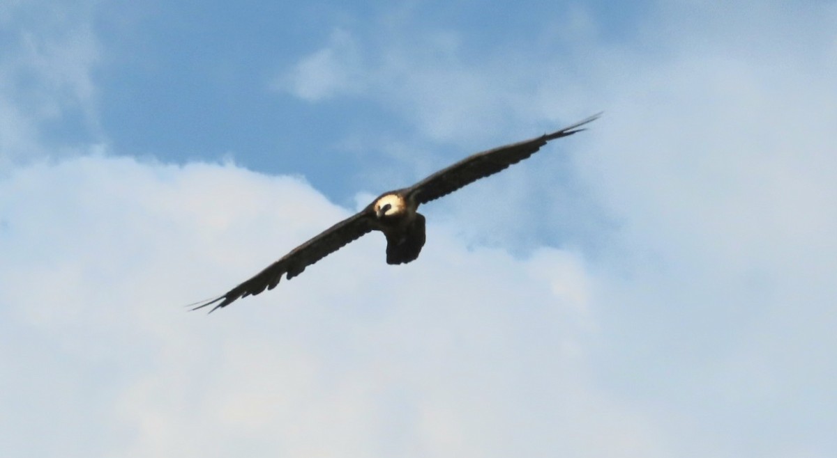 Bearded Vulture - ML647164792