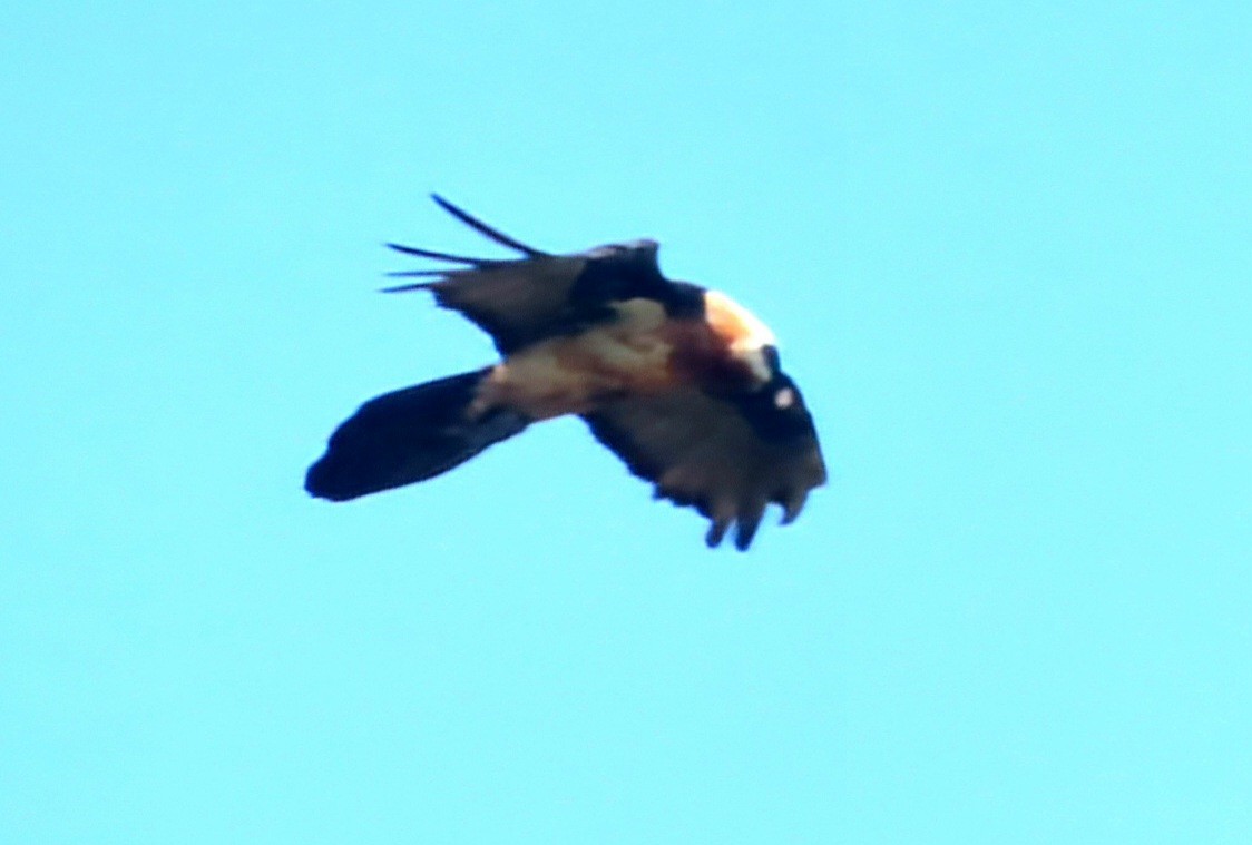 Bearded Vulture - ML647164803