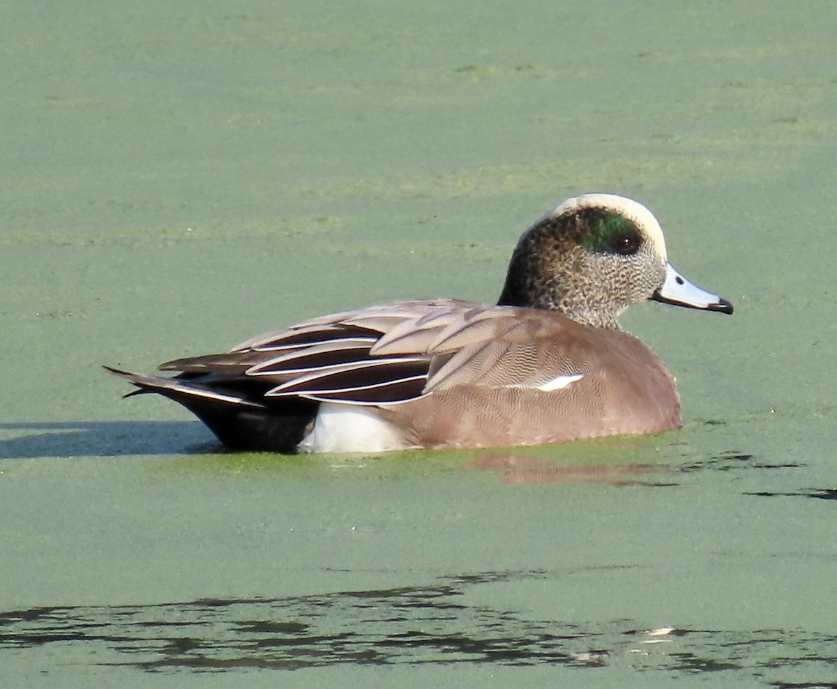 American Wigeon - ML647164814