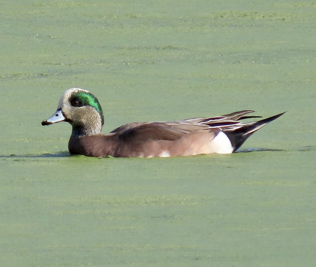 American Wigeon - ML647164815