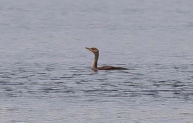 Double-crested Cormorant - ML647164819