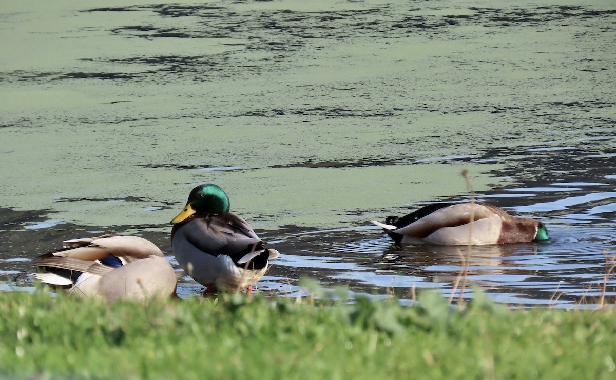 Mallard - ML647164822