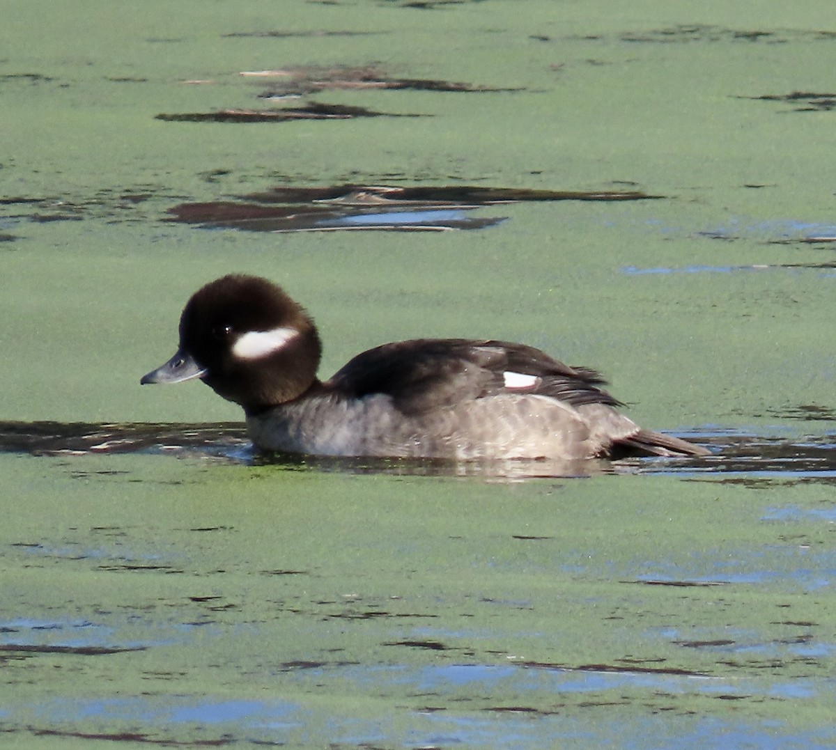 Bufflehead - ML647164823