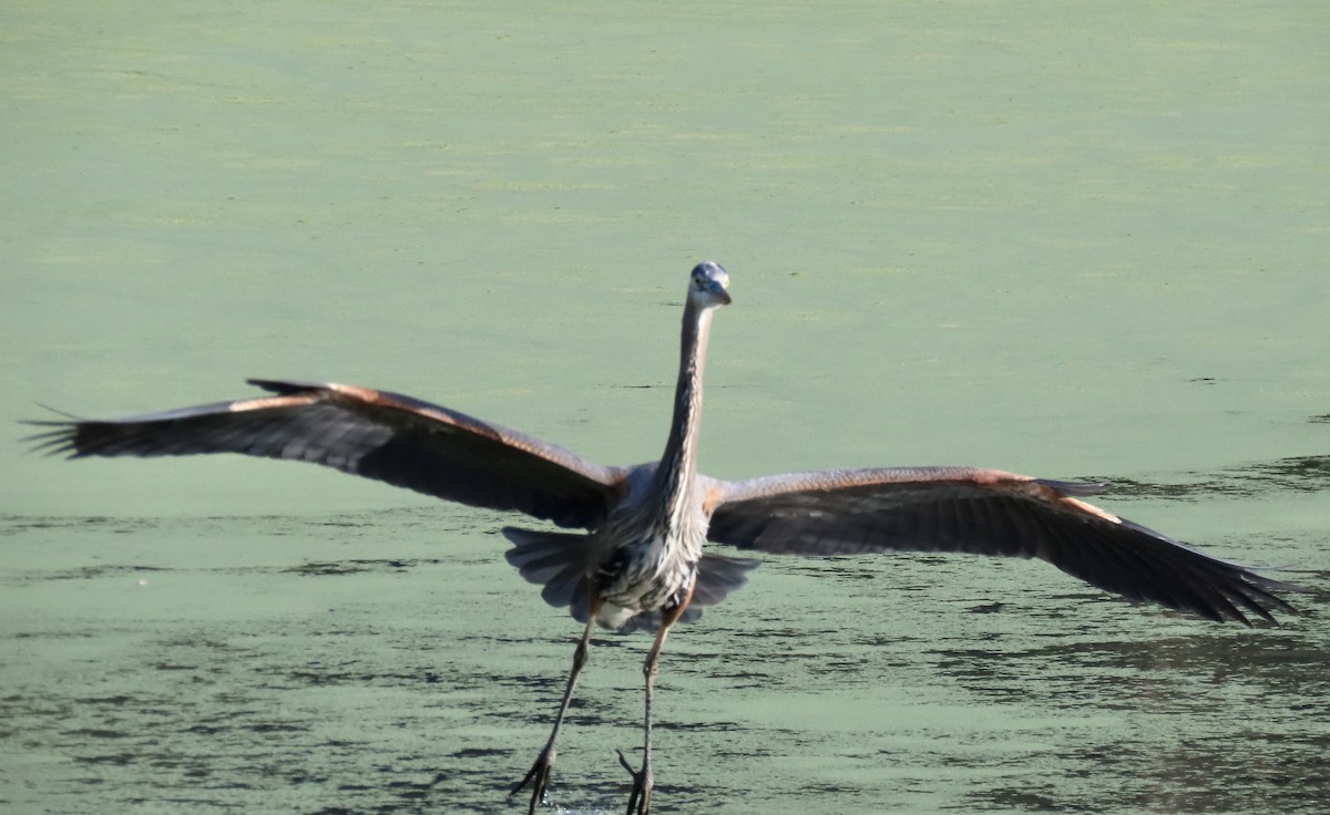 Great Blue Heron - ML647164835