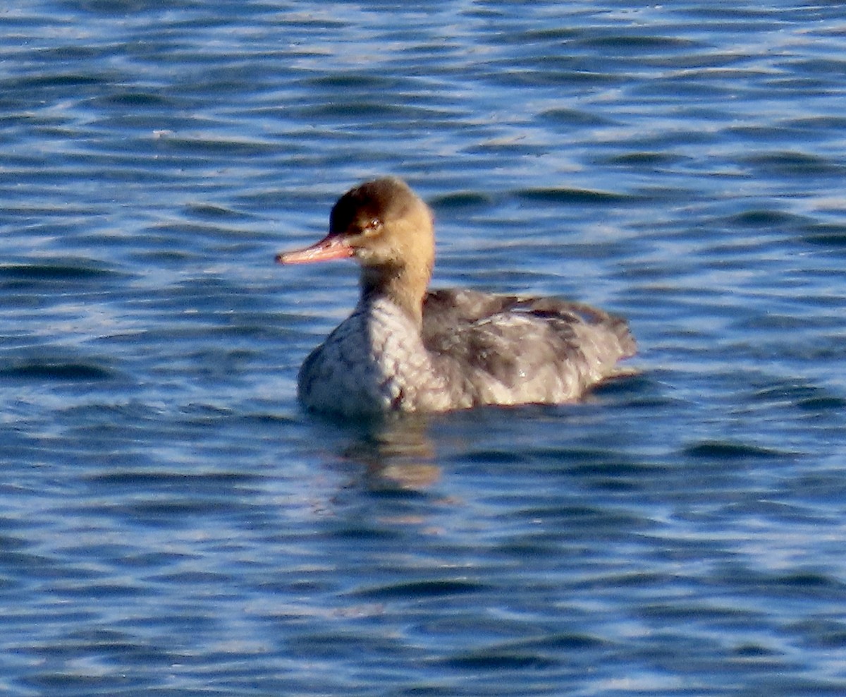 Red-breasted Merganser - ML647164840