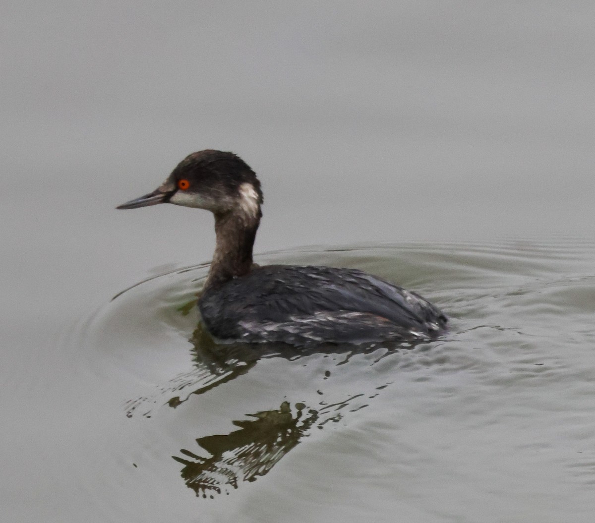 Eared Grebe - ML647164841