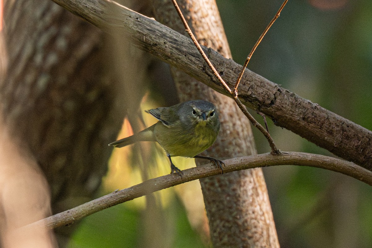 Orange-crowned Warbler - ML647164842