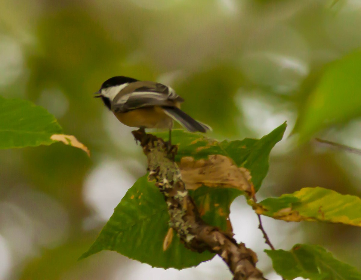 Black-capped Chickadee - ML647164850