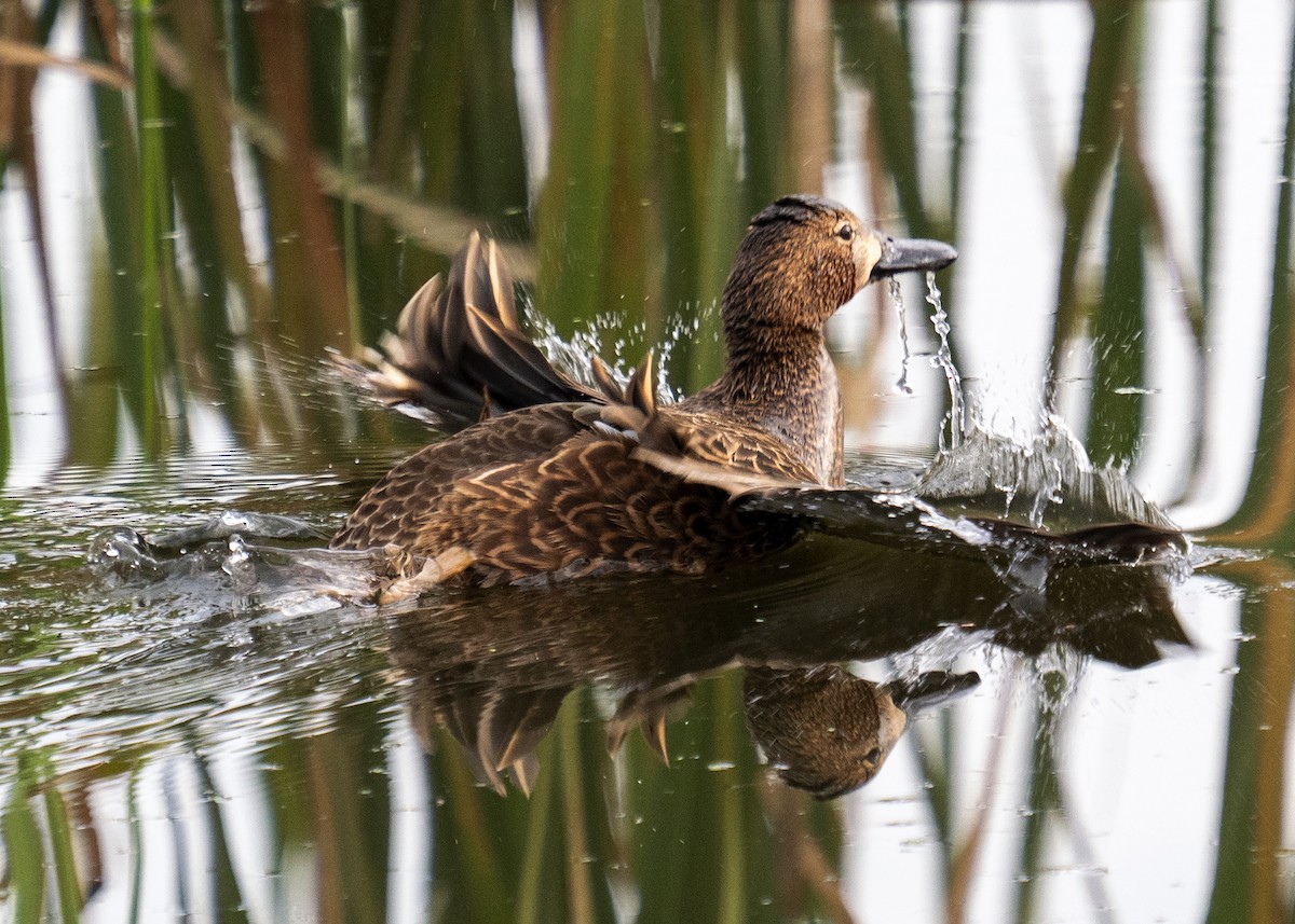 Cinnamon Teal - ML647164853