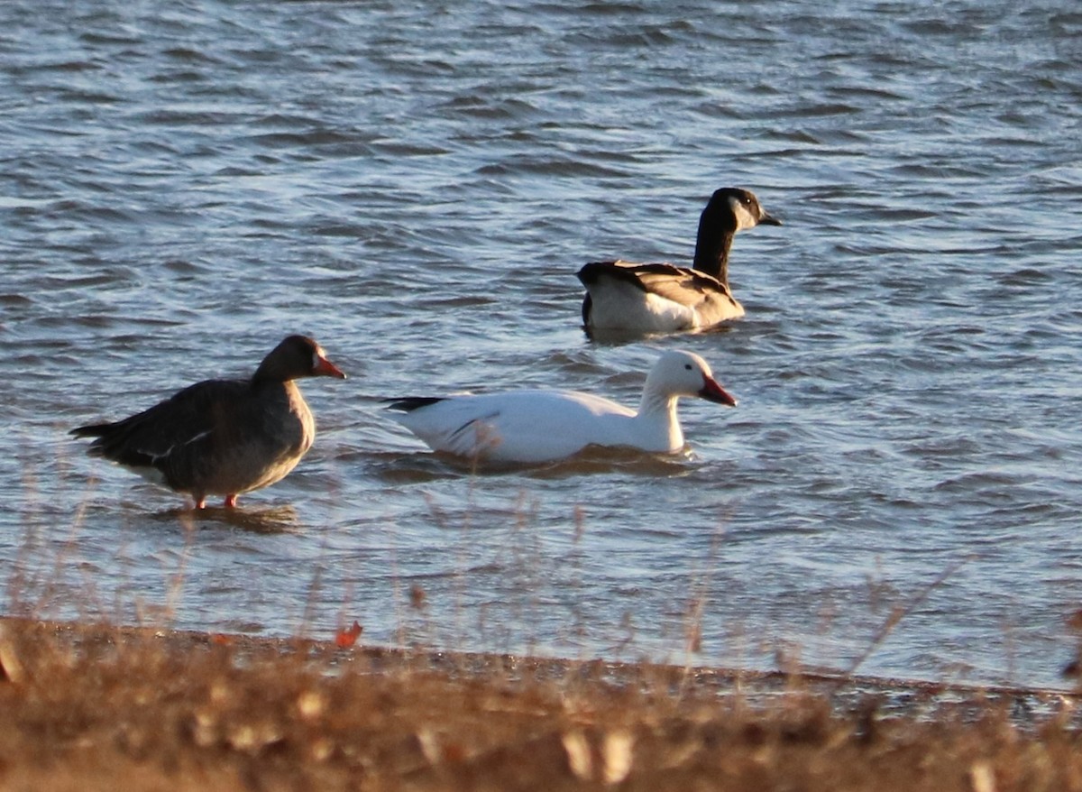 Ross's Goose - ML647164854