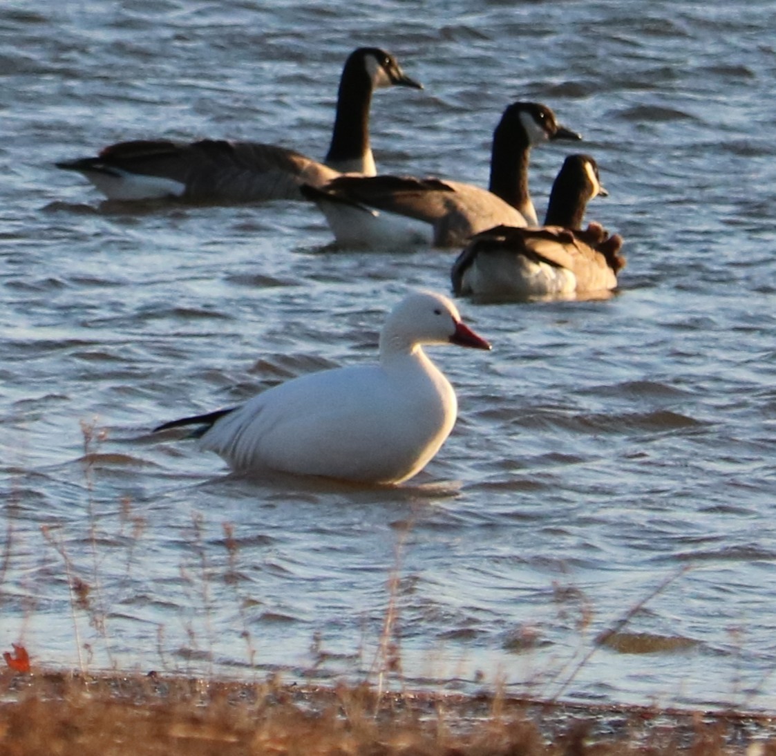 Ross's Goose - ML647164855