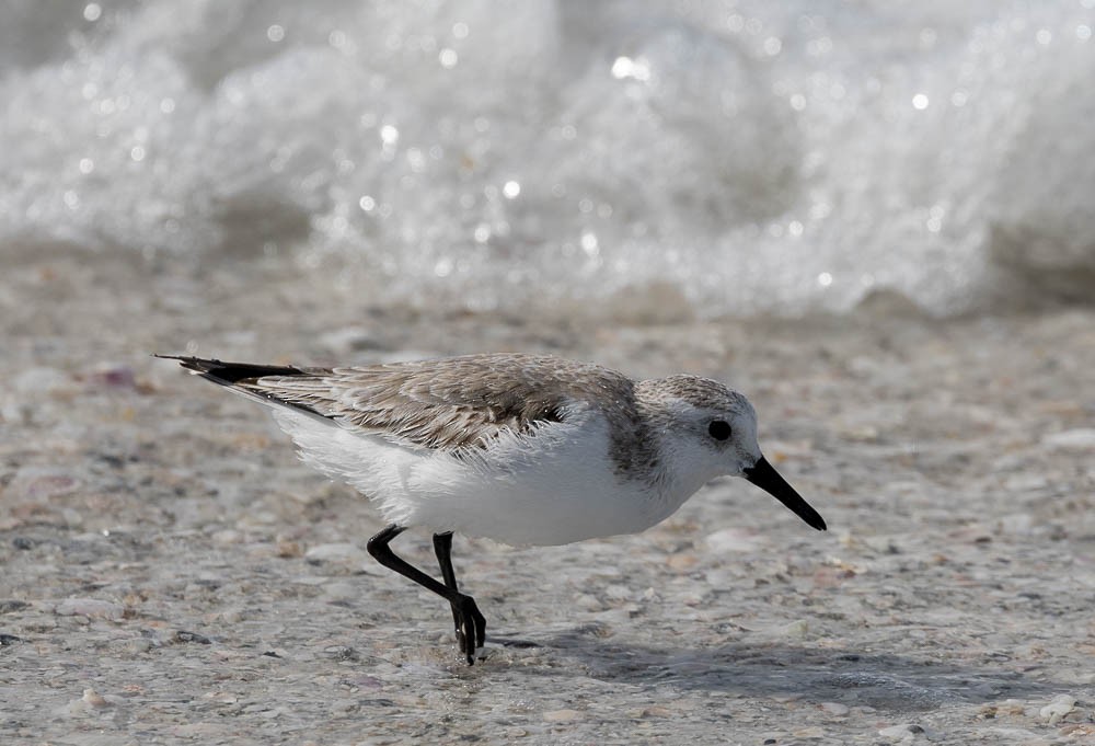 Sanderling - ML647164856
