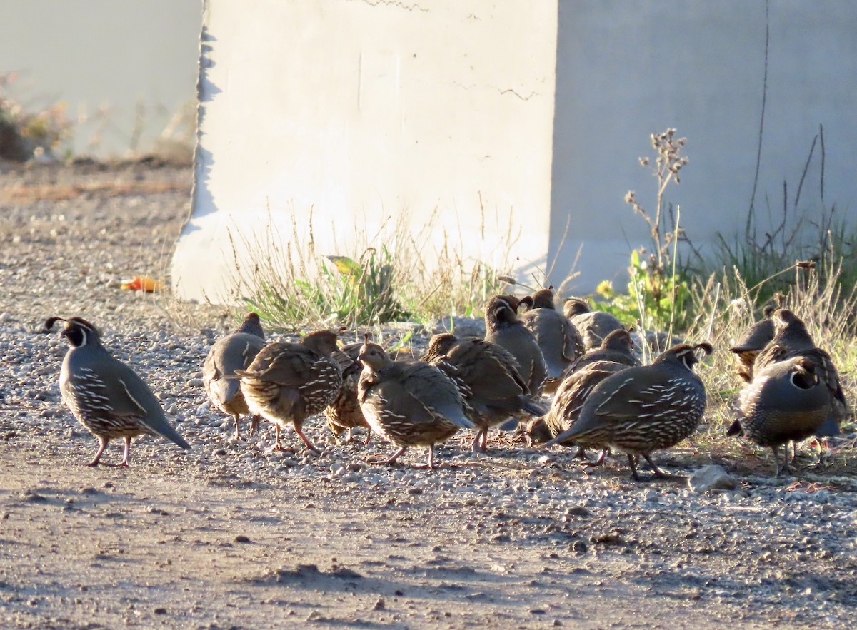California Quail - ML647164857