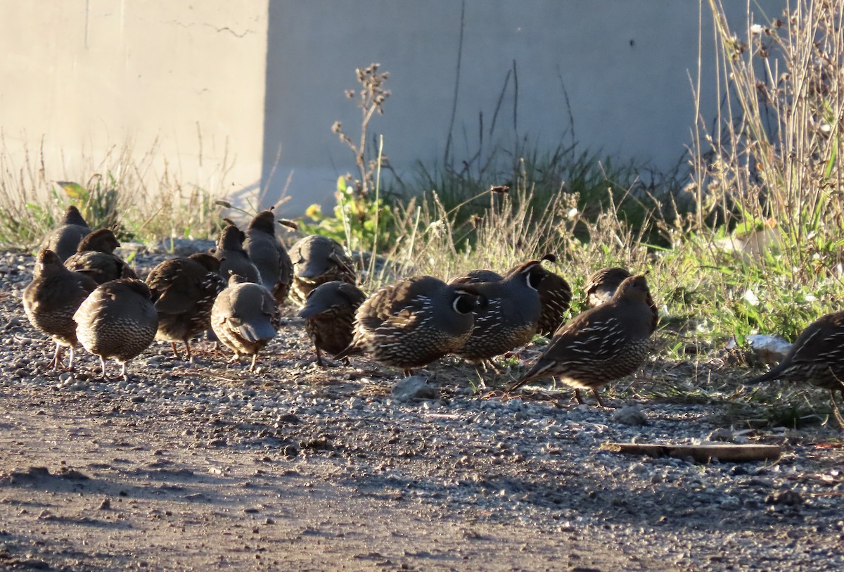 California Quail - ML647164858
