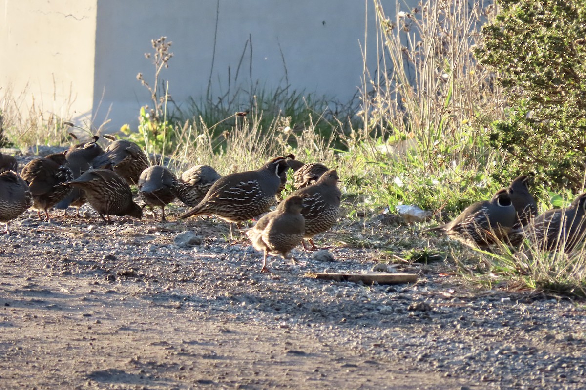 California Quail - ML647164859