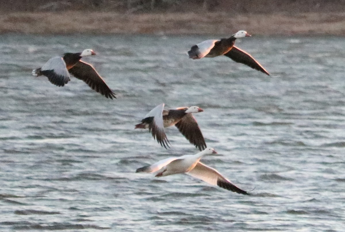 Snow Goose - ML647164860