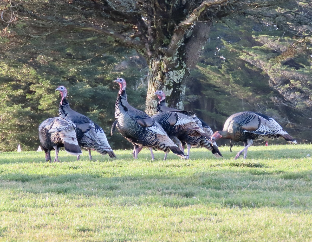 Wild Turkey - ML647164861