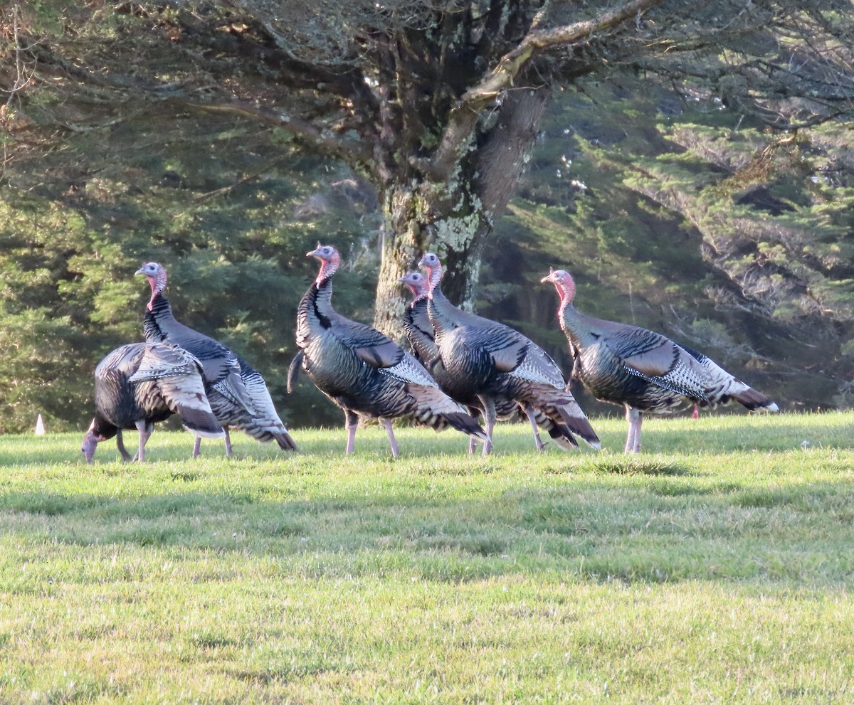 Wild Turkey - ML647164862