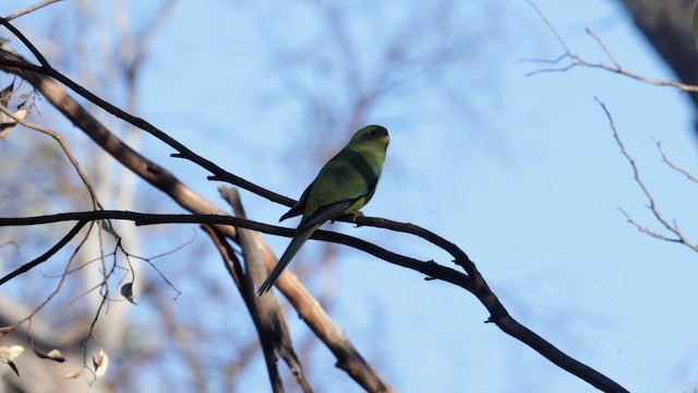 neoféma zdobená - ML647164863