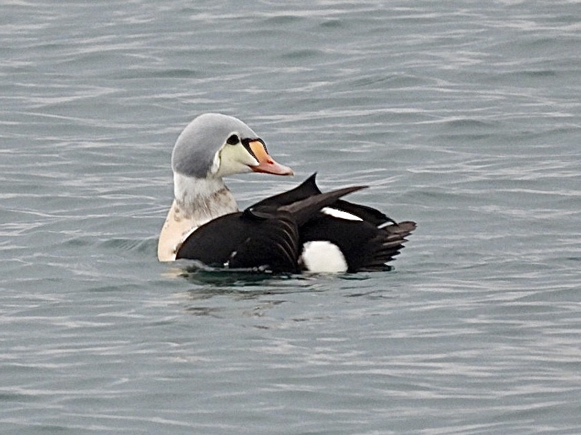 King Eider - ML647164864