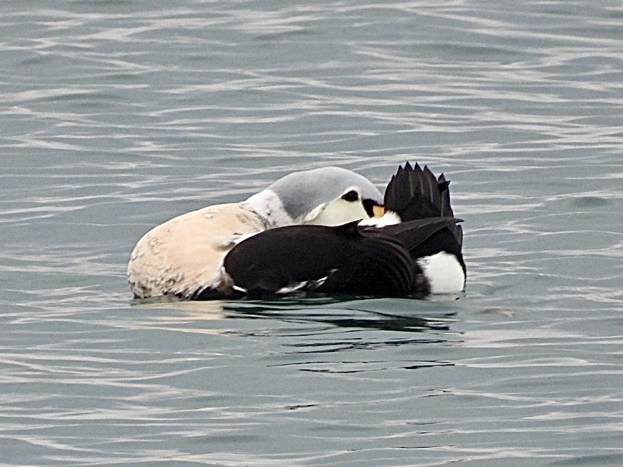 King Eider - ML647164865