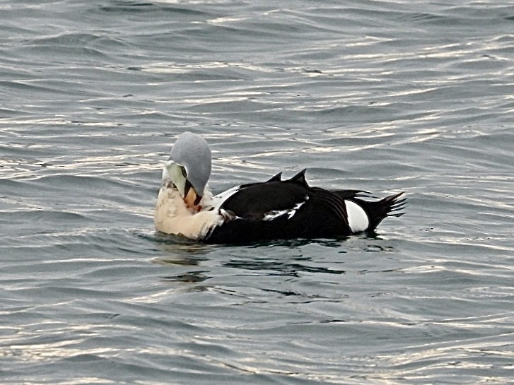 King Eider - ML647164866
