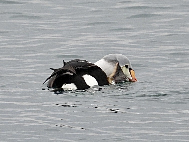 King Eider - ML647164867