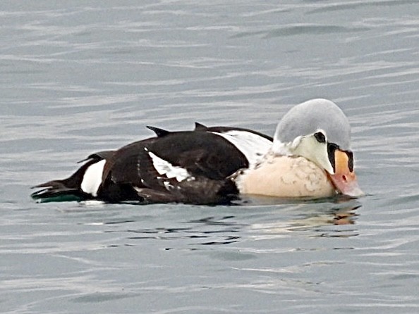 King Eider - ML647164868