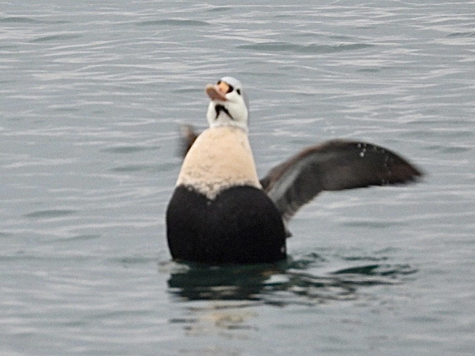 King Eider - ML647164869