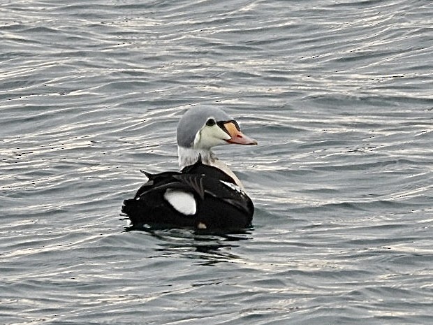 King Eider - ML647164870