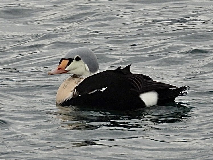 King Eider - ML647164871