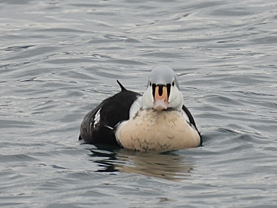 King Eider - ML647164872