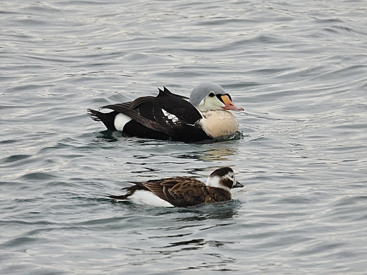King Eider - ML647164873