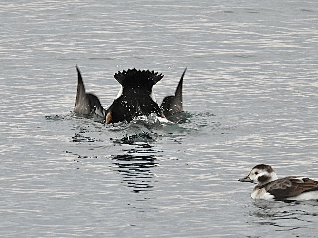 King Eider - ML647164874