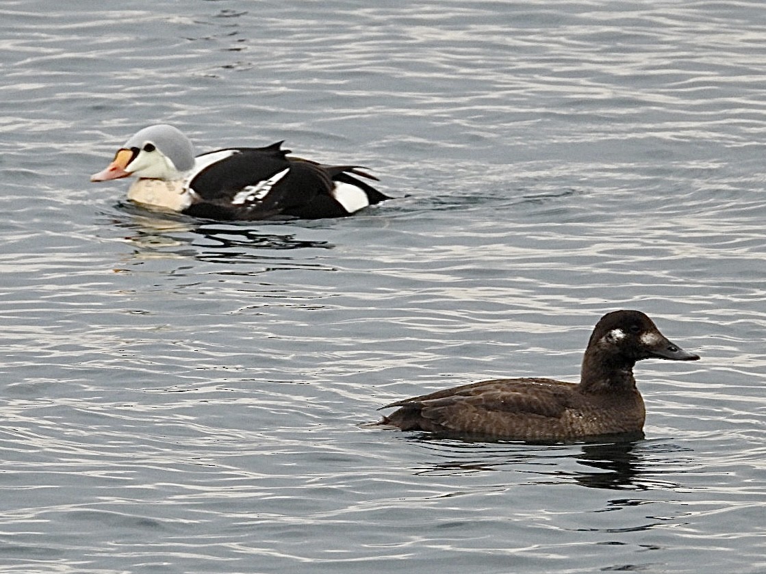 King Eider - ML647164876