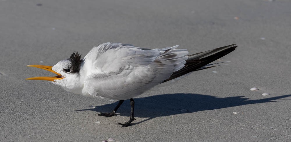 Royal Tern - ML647164877