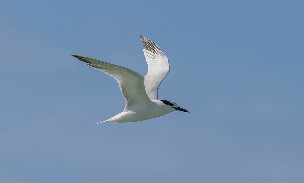Sandwich Tern - ML647164878