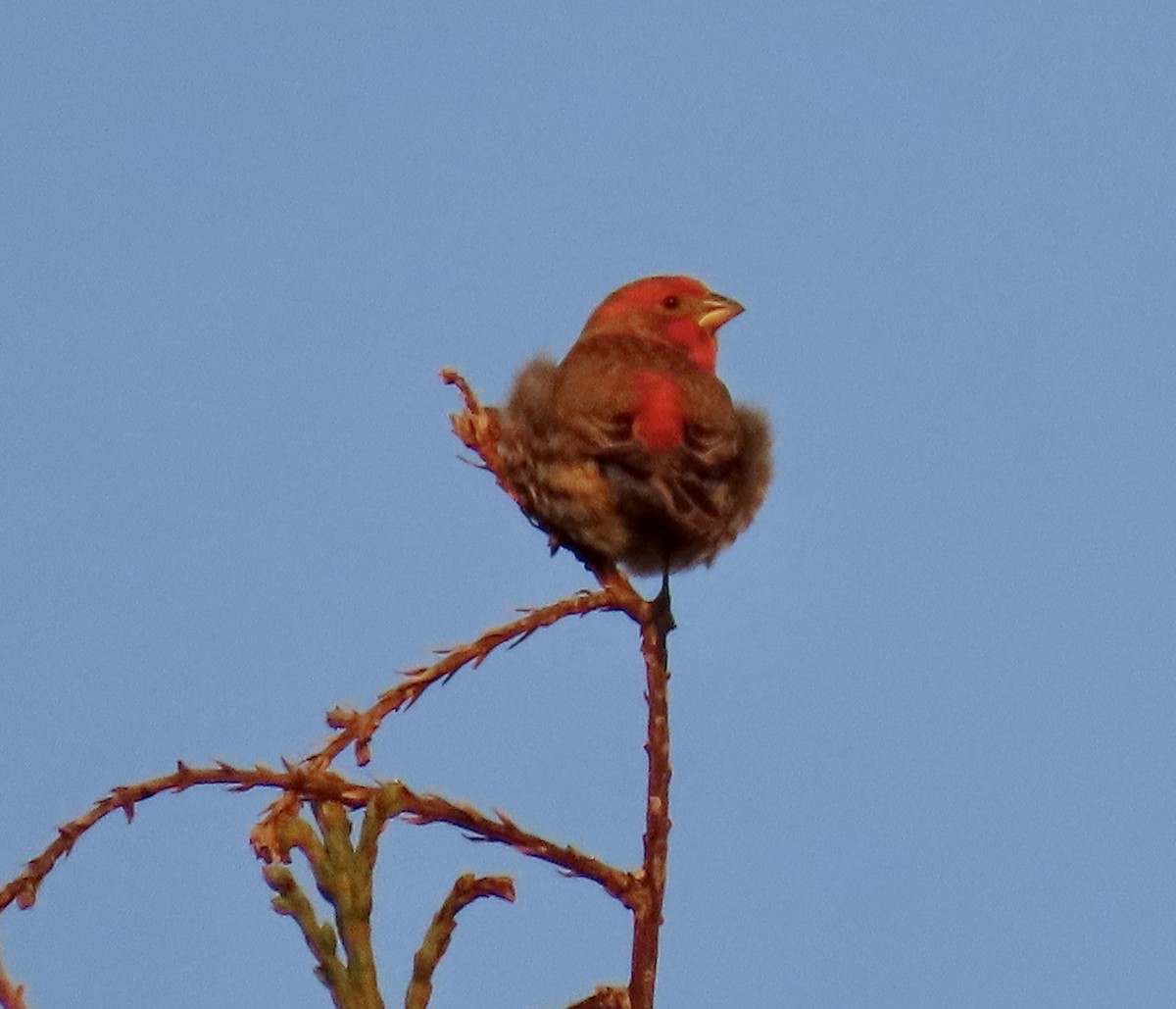 House Finch - ML647164881