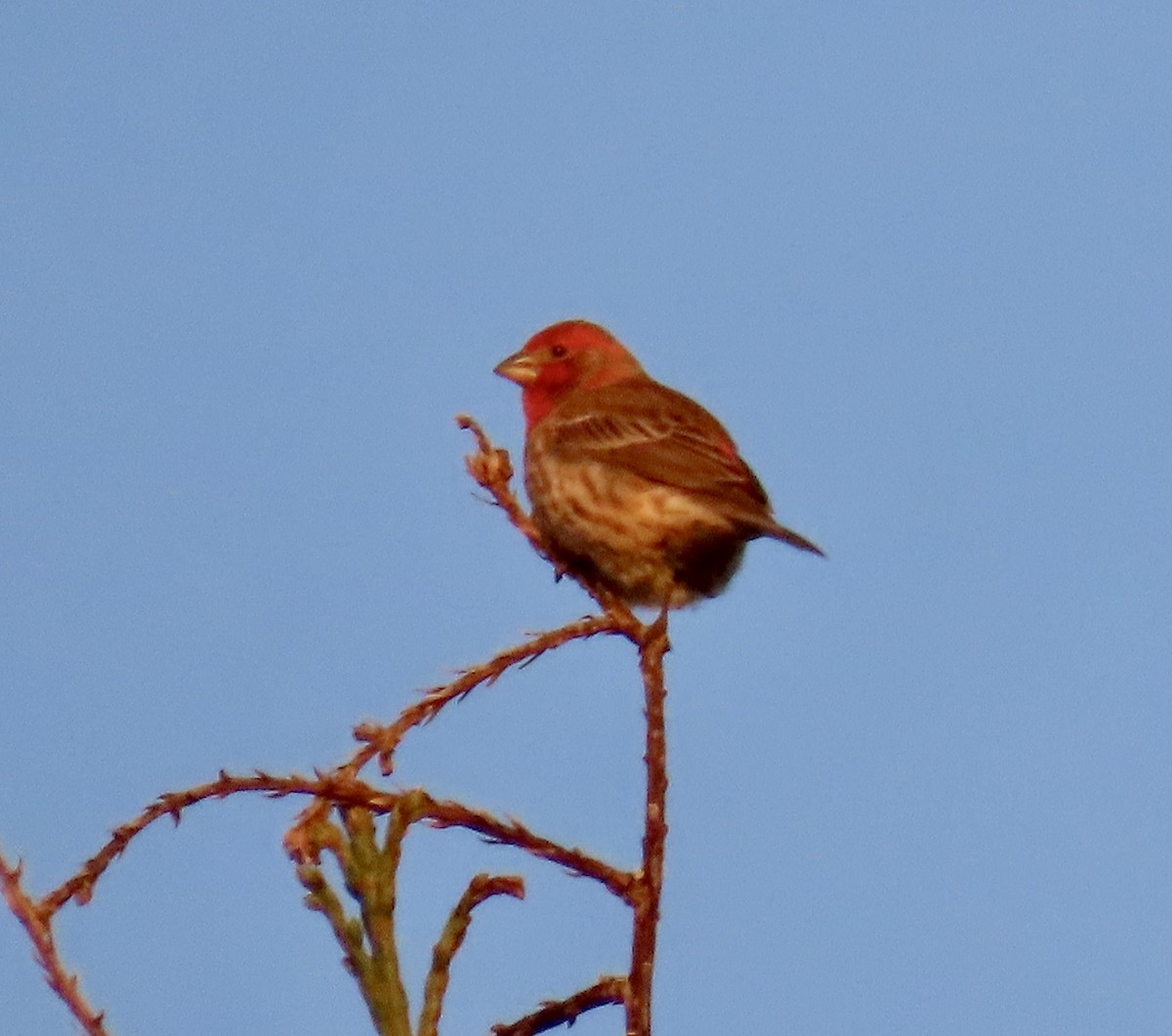 House Finch - ML647164882