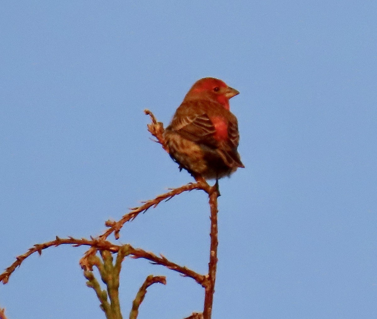 House Finch - ML647164883