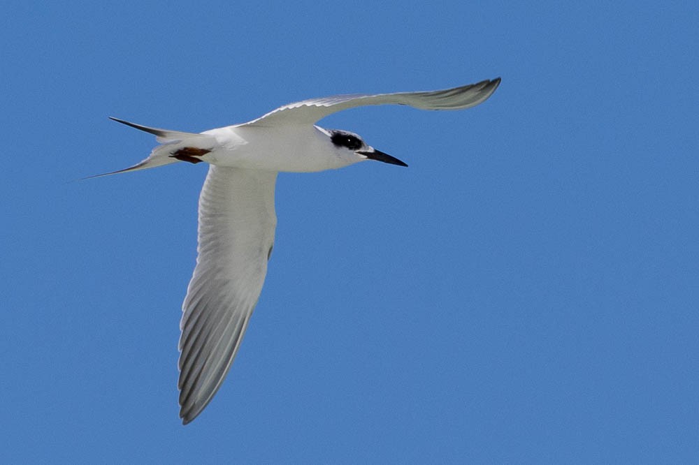 Forster's Tern - ML647164886