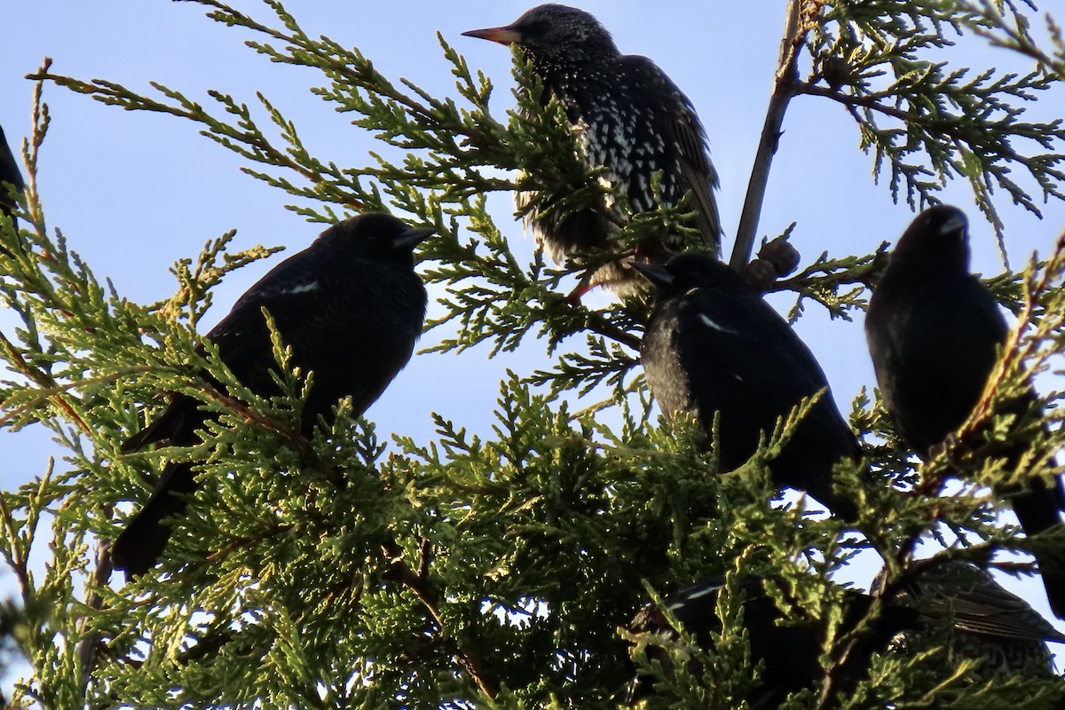 Tricolored Blackbird - ML647164887