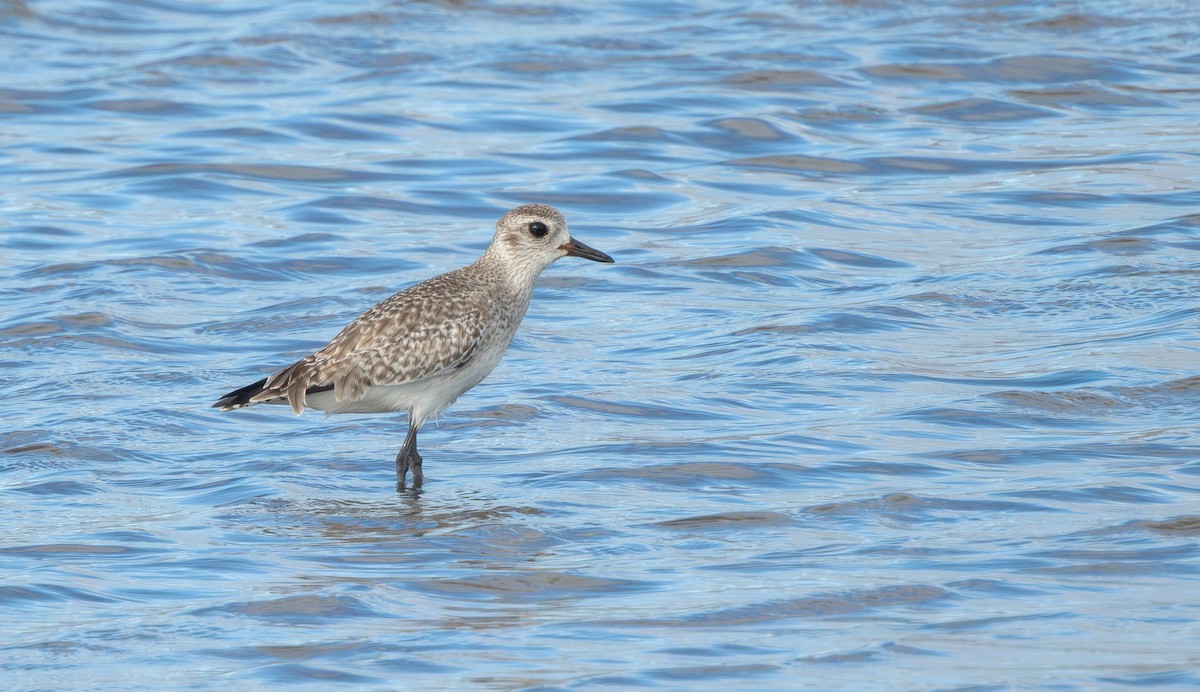 חופזי מנומר - ML647164888