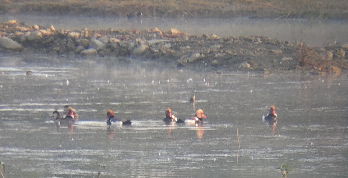 Red-crested Pochard - ML647164889