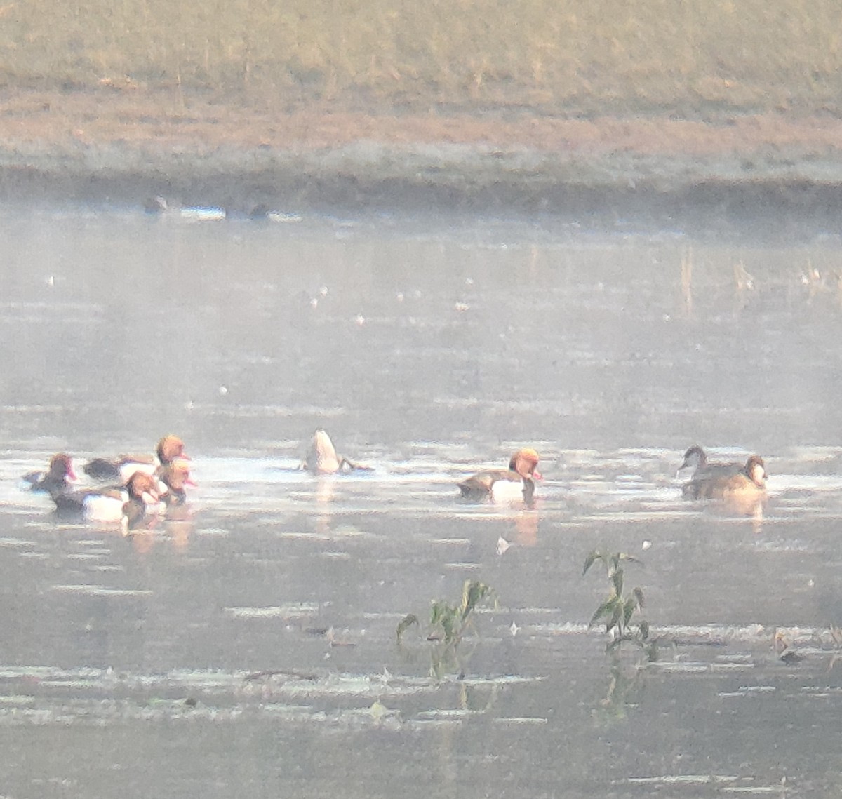 Red-crested Pochard - ML647164890