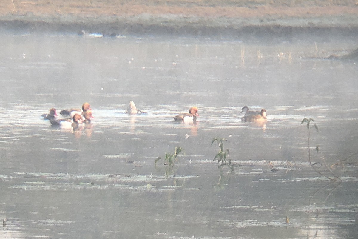Red-crested Pochard - ML647164891