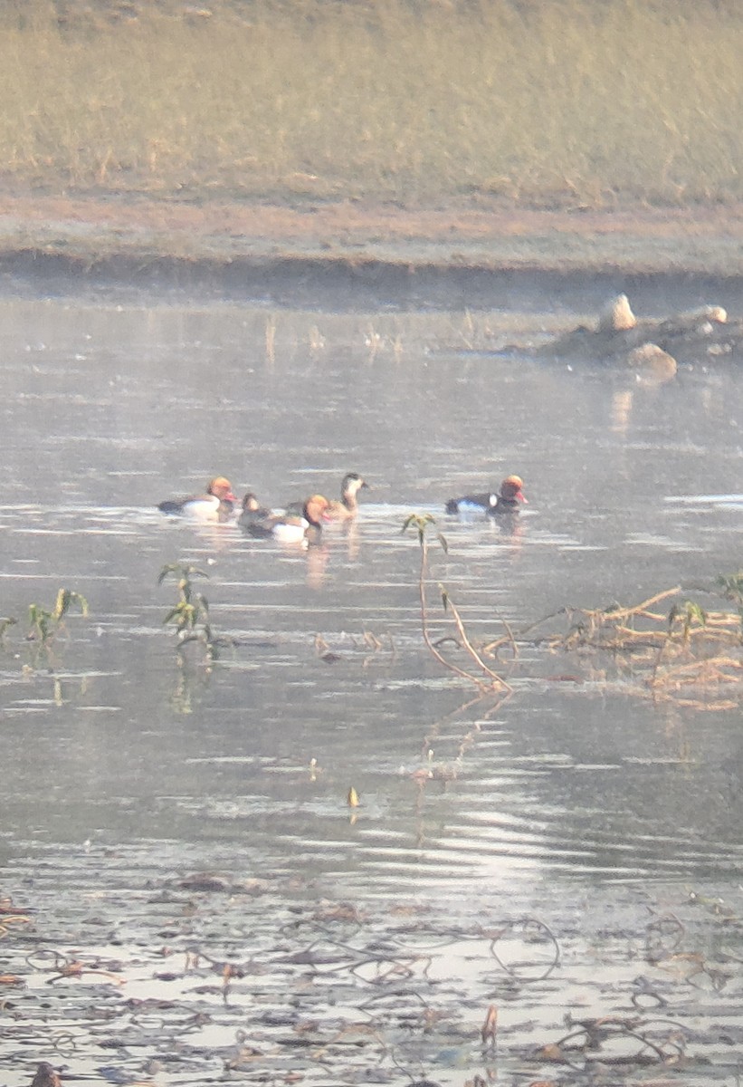 Red-crested Pochard - ML647164892