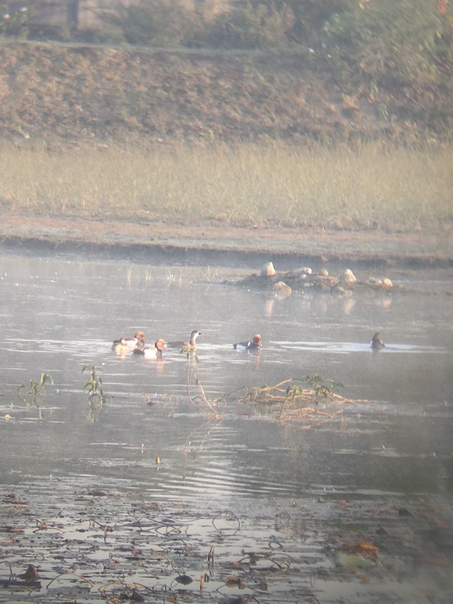 Red-crested Pochard - ML647164893
