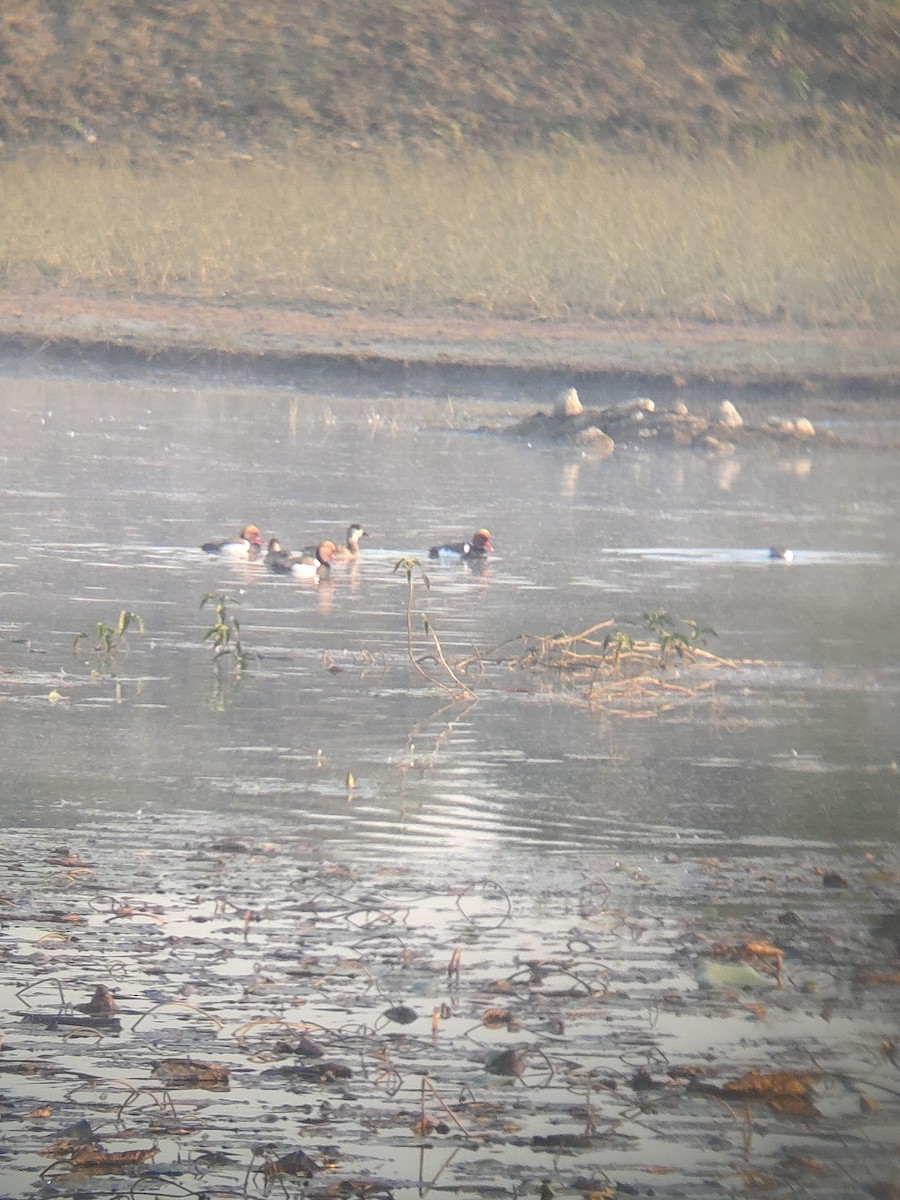 Red-crested Pochard - ML647164894
