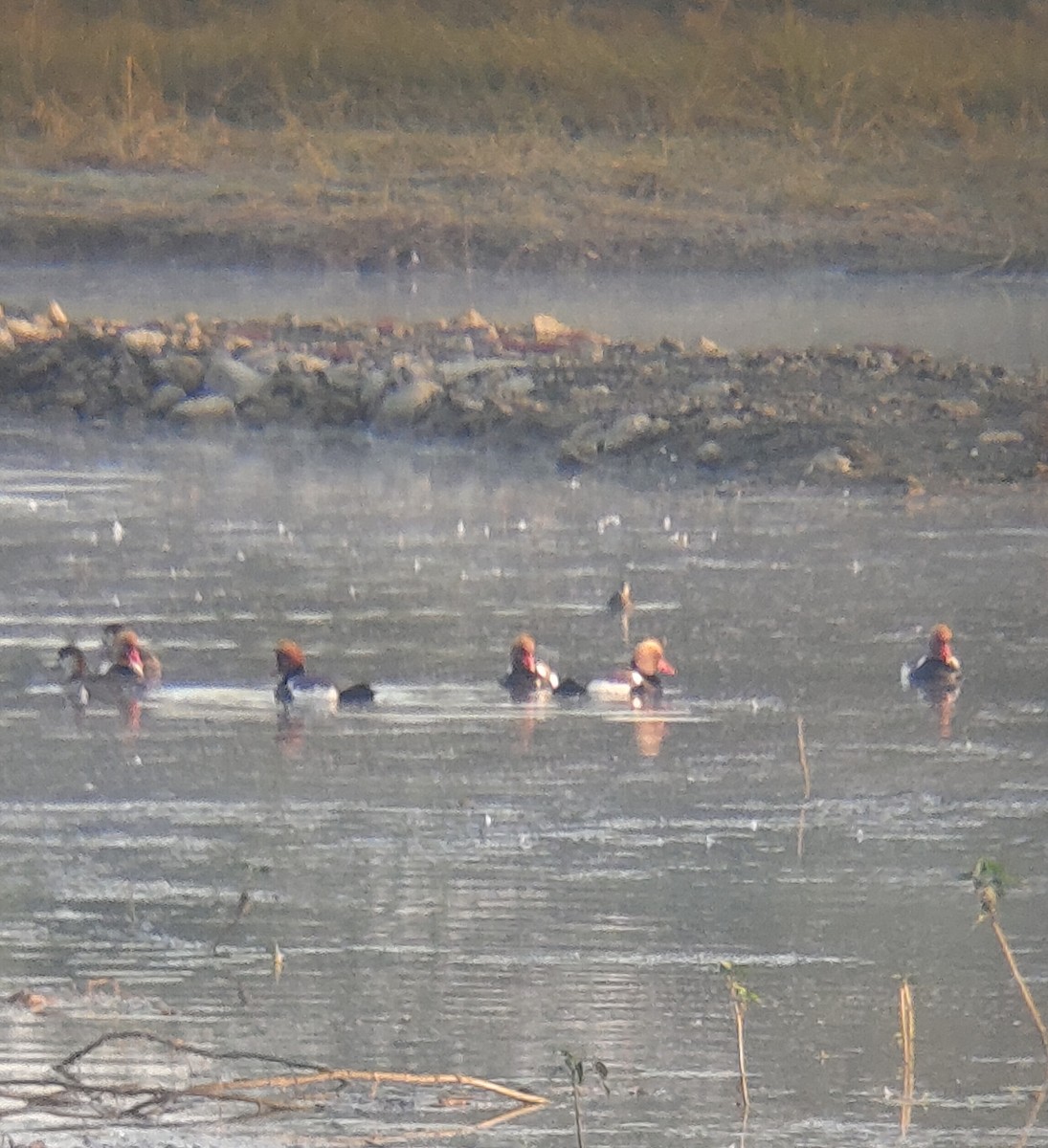 Red-crested Pochard - ML647164895